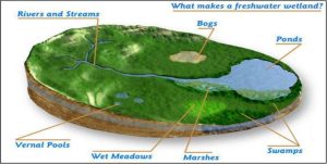 Wetland Conservation
