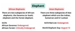 Project Elephant