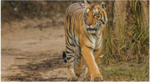 National Parks in India